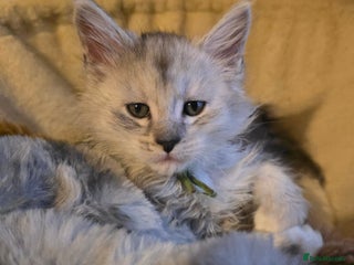 Maine Coon cats Maine Coon Kittens Silver Imported Shaded Lines - Advert 12