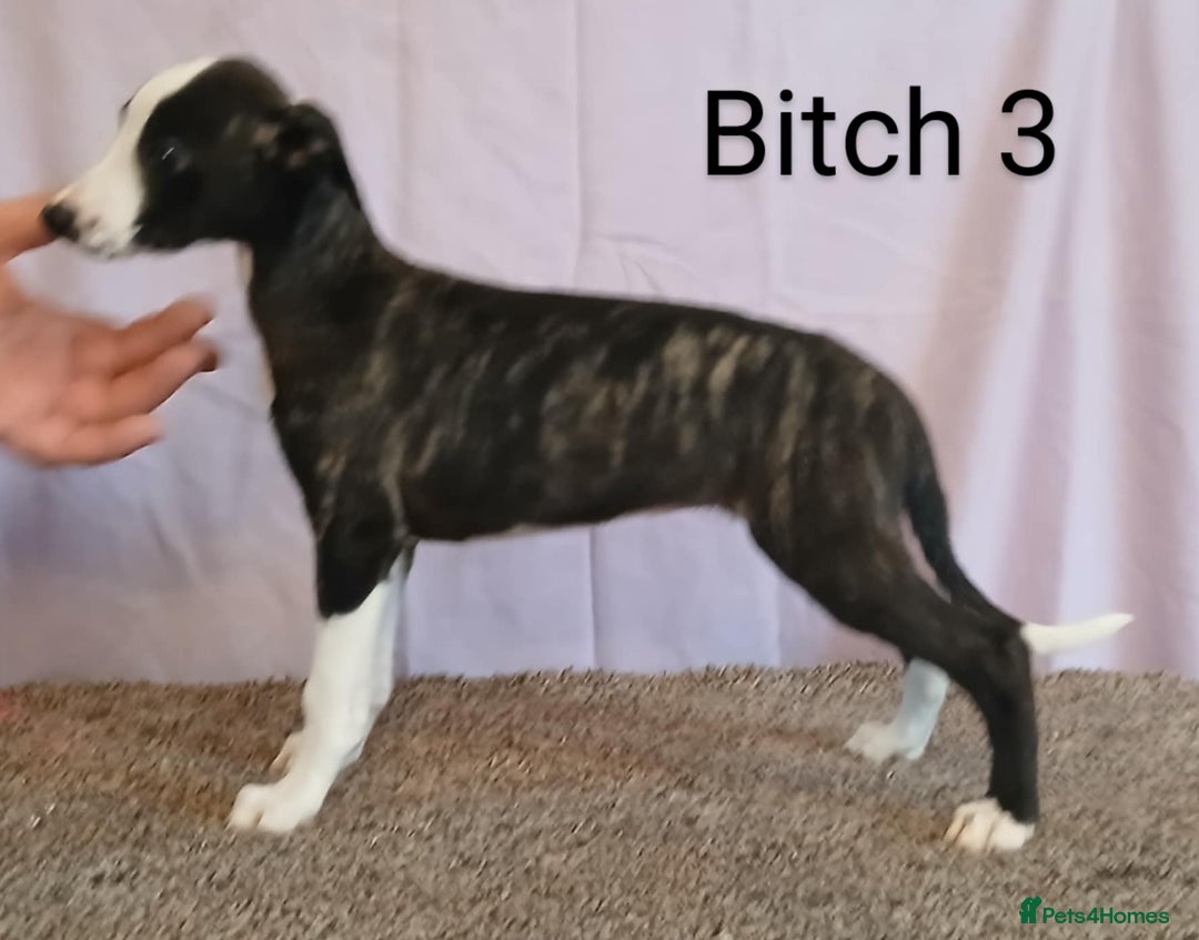 Whippet dogs for sale: KC registered whippet puppies  - Image 3