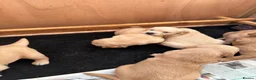 Golden Retriever dogs for sale: 6 beautiful chunky puppies  - Advert 4