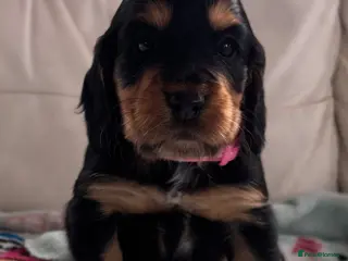 Cocker Spaniel dogs KC Registered Cocker Spaniels - Advert 16