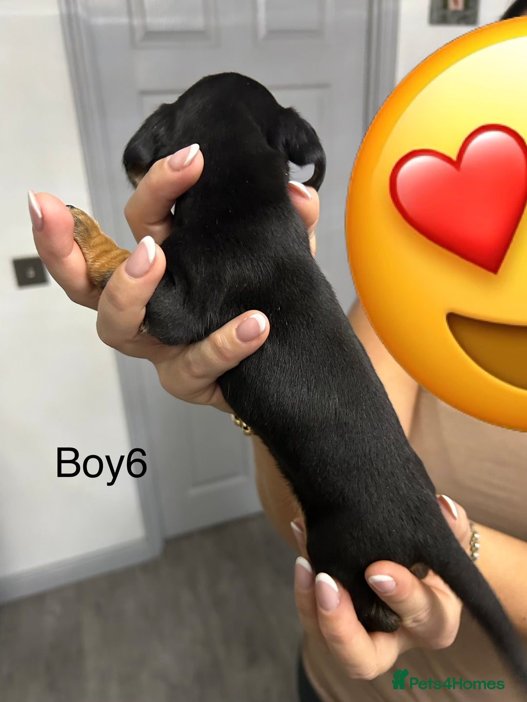 Miniature Dachshund dogs for sale: Miniature dachshund puppies  - Advert 13