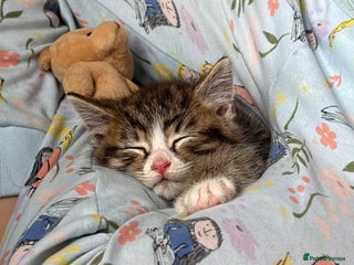 Mixed Breed cats - Advert 27