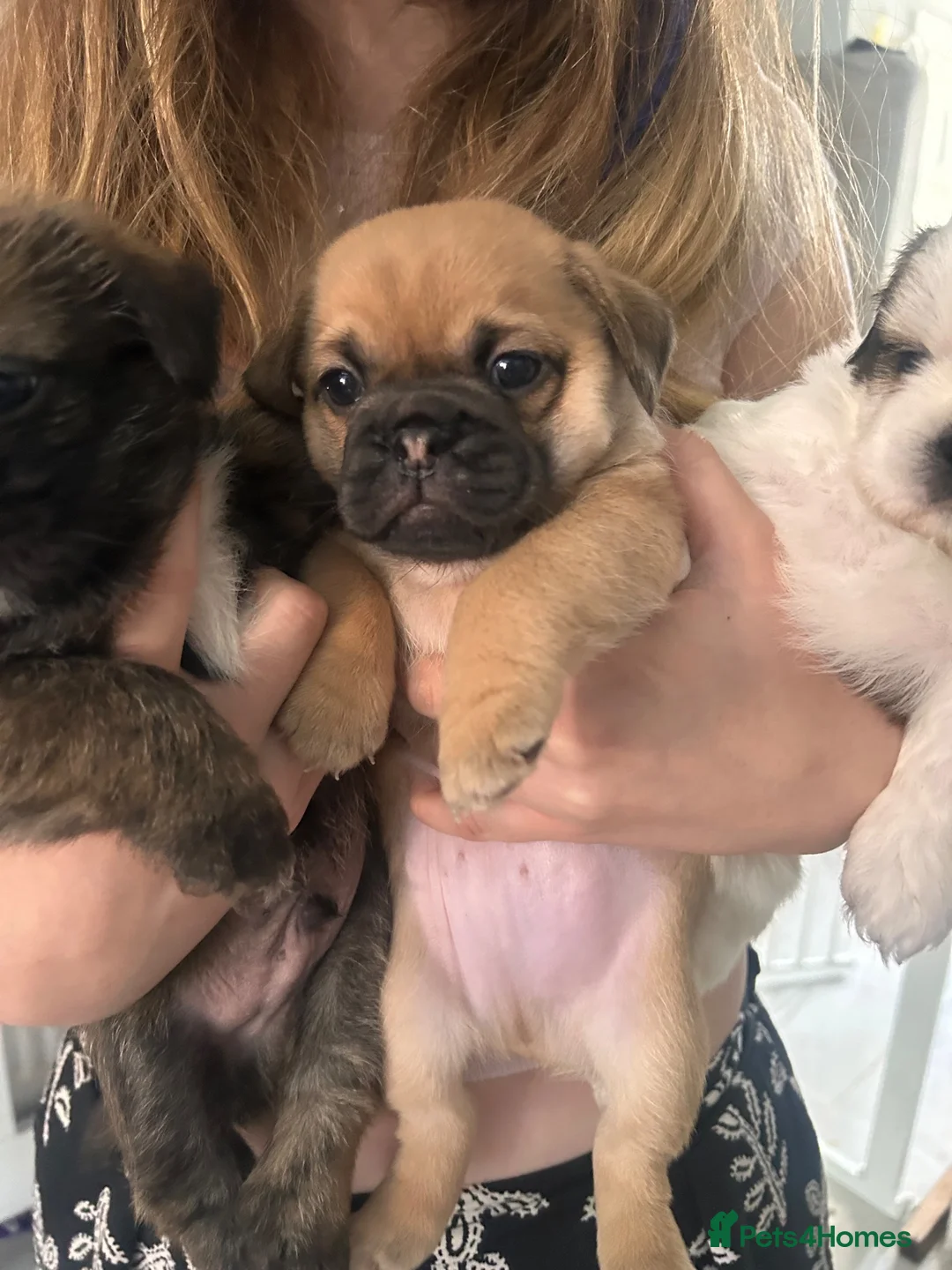 Jug dogs for sale: jack shih puppies - Advert 2