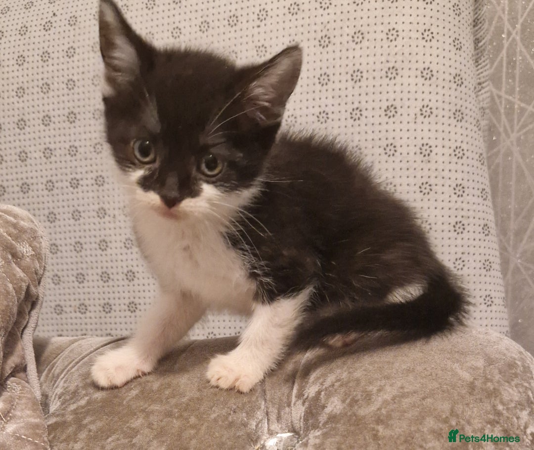 Mixed Breed cats for sale: £50 for a pair READY NOW 8 week old kittens - Image 10