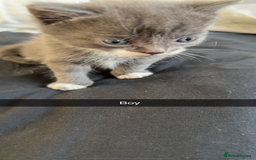British Shorthair cats for sale: British short hair x domestic kittens  - Image 8