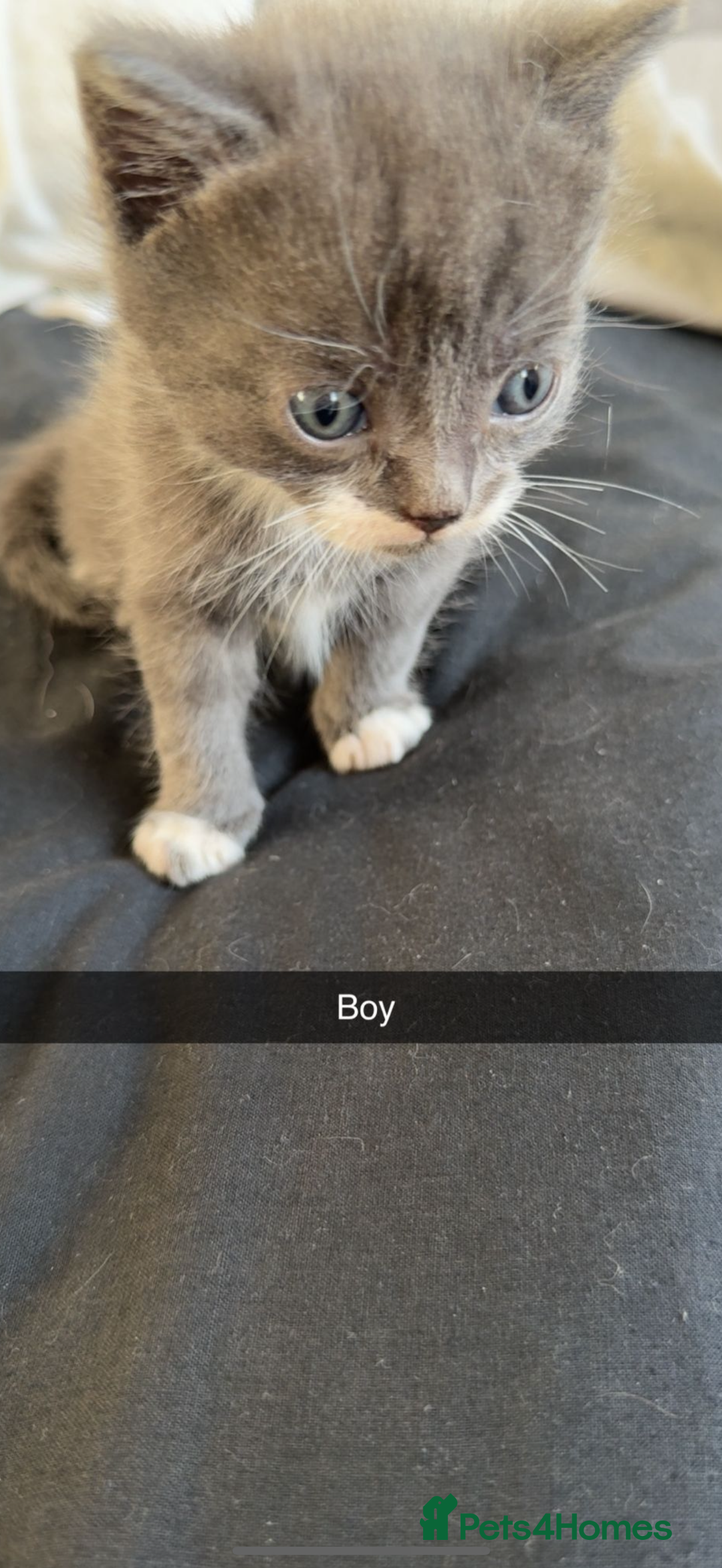 British Shorthair cats for sale: British short hair x domestic kittens  - Image 8