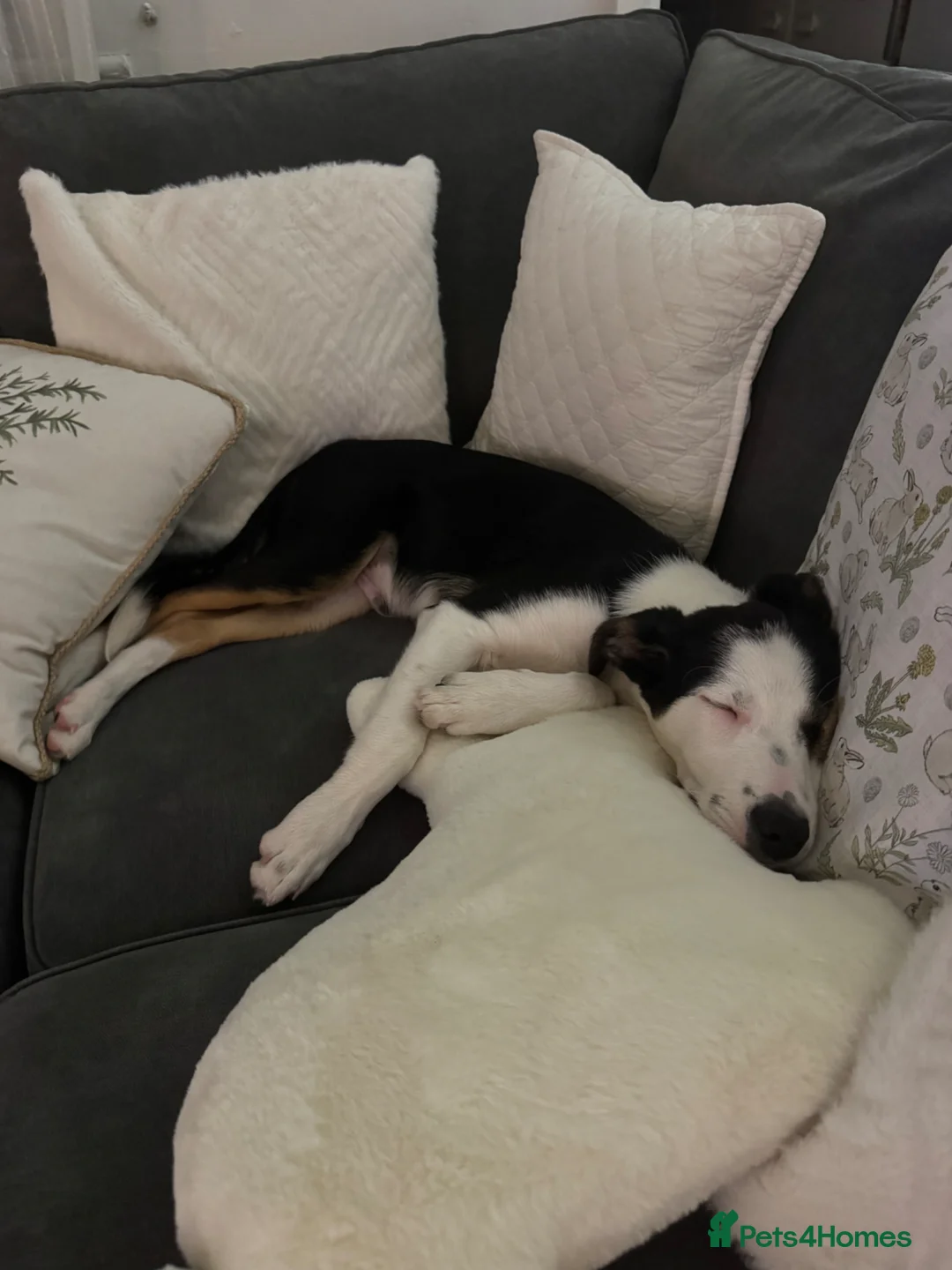 Welsh Collie dogs for sale: 4 Month old Welsh Boarder Collie  in Saint Helens - Advert 2