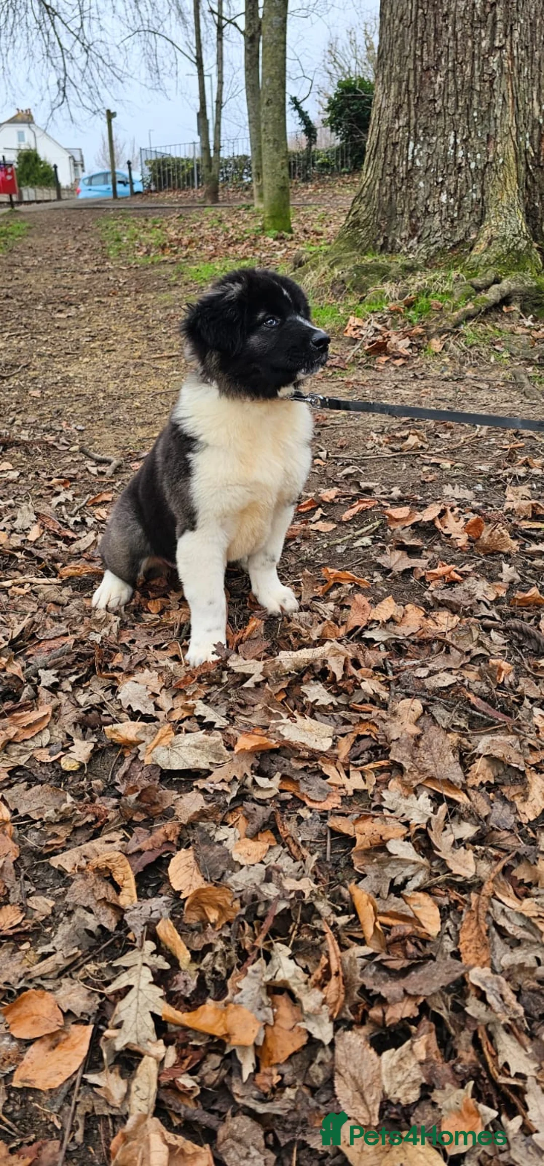 Akita dogs for sale: Japanese/American Akita - Advert 2