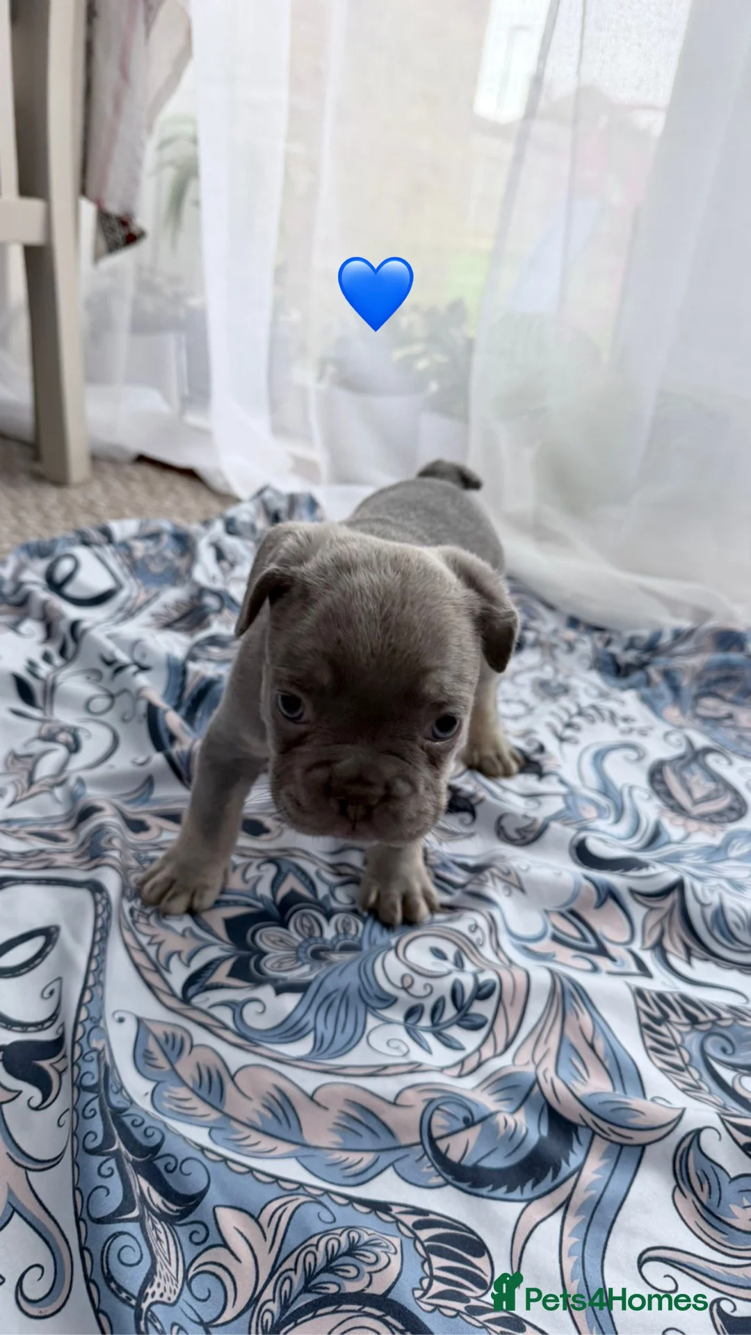 French Bulldog dogs for sale: FrenchBulldog Puppies Ready forTheirForeverHomes🐾 - Advert 4