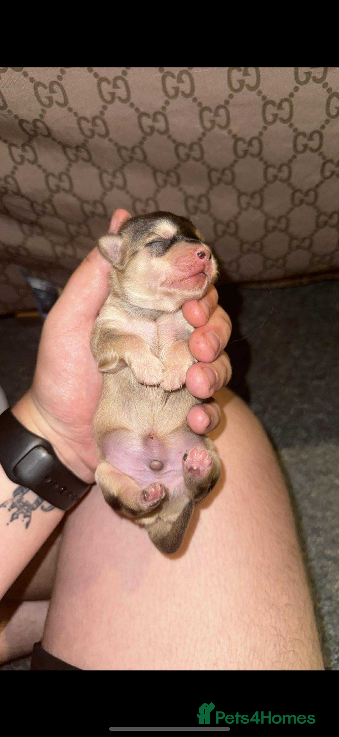 Shih Tzu dogs for sale: Shih tzu puppies - Image 3