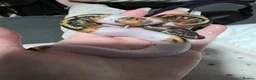Python Snake reptiles for sale: Deposits on multiple baby ball pythons  - Advert 4
