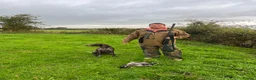 German Shorthaired Pointer dogs for sale: KC GSP puppies due  in Mitcheldean - Advert 2