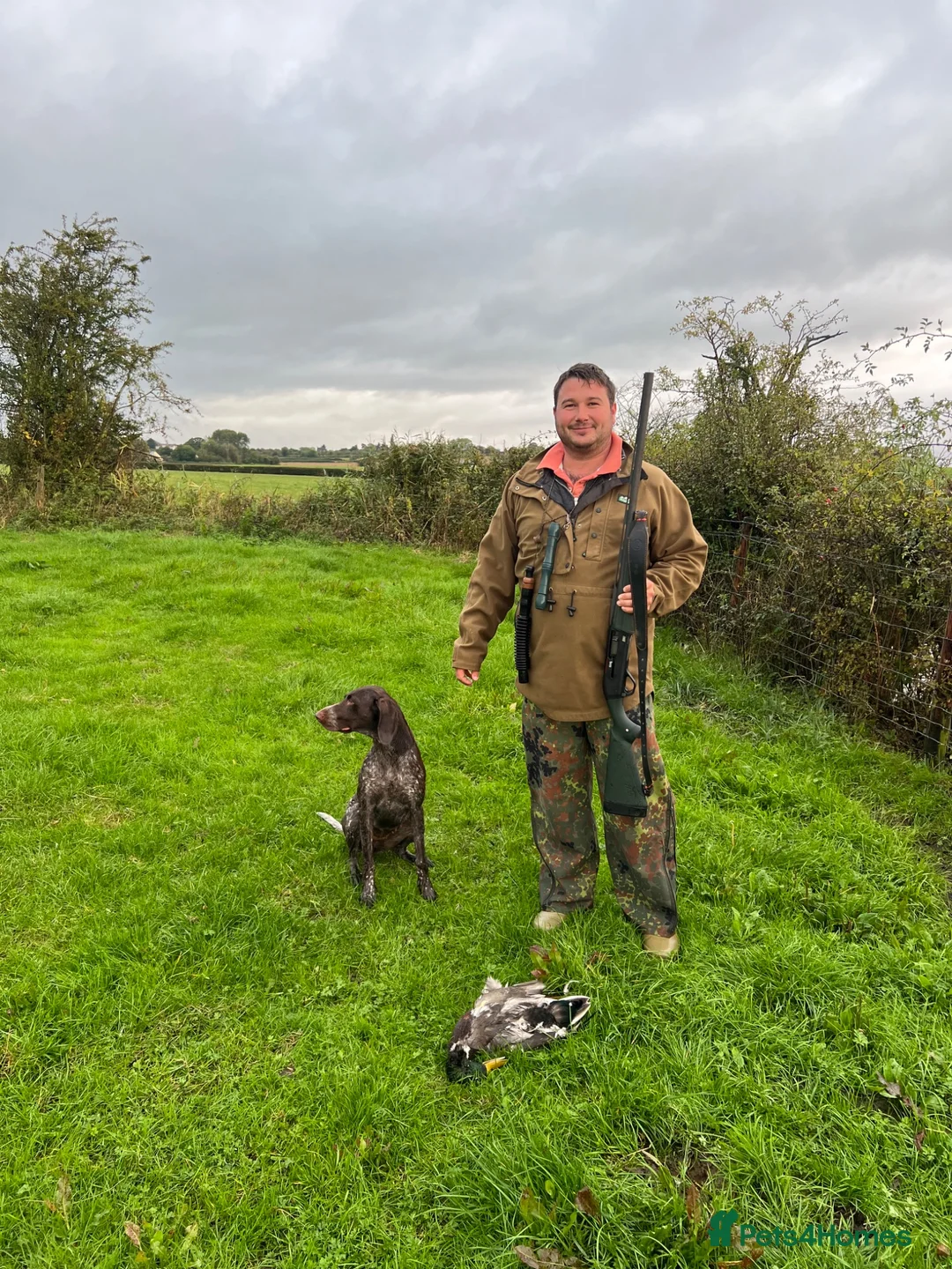 German Shorthaired Pointer dogs for sale: KC GSP puppies due  in Mitcheldean - Advert 2