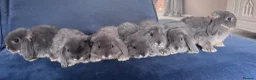 Mini Lop rabbits for sale: Very cute blue otter mini lops 8 weeks old - Advert 12