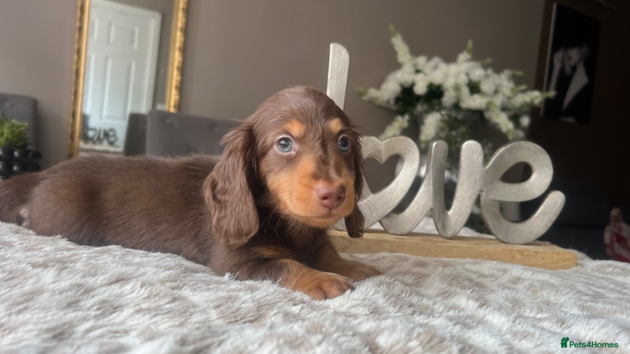 Miniature Dachshund dogs 🐾 Stunning Chocolate Cream Mini Longhair Boys ✨🐶 - Advert 10