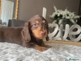 Miniature Dachshund dogs 🐾 Stunning Chocolate Cream Mini Longhair Boys ✨🐶 - Advert 2