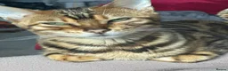 Bengal cats for sale: Female glitter Bengal for sale - Advert 15