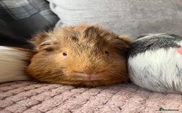 Guinea Pig rodents for sale: baby guinea pigs  - Image 18