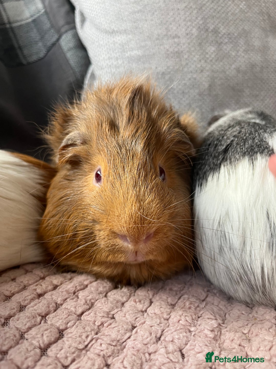 Guinea Pig rodents for sale: baby guinea pigs  - Image 18