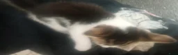 Mixed Breed cats for sale: Kittens for sale  - Advert 12