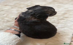 Mixed Breed dogs for sale: Merle sprocker x lurcher puppies  - Image 3