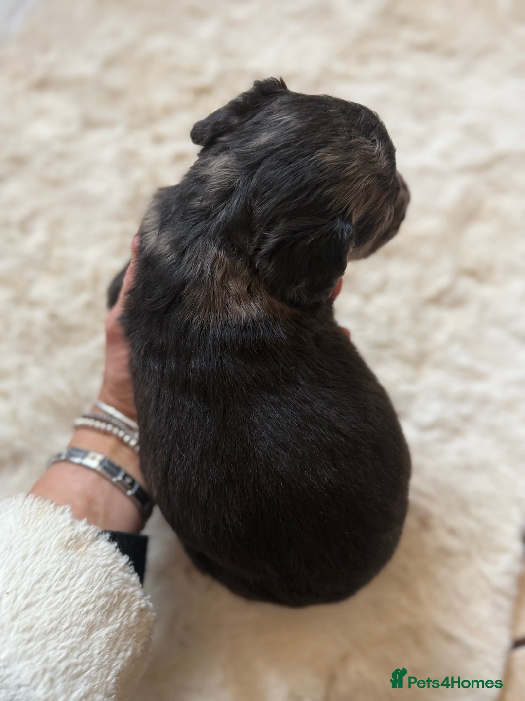 Mixed Breed dogs for sale: Merle sprocker x lurcher puppies  - Image 3