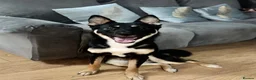 Mixed Breed dogs for sale: Sherus personality ,needs and his training. in Birmingham - Advert 4