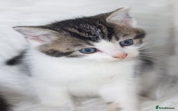 Mixed Breed cats for sale: 5 Happy Playful Kittens  - Advert 13