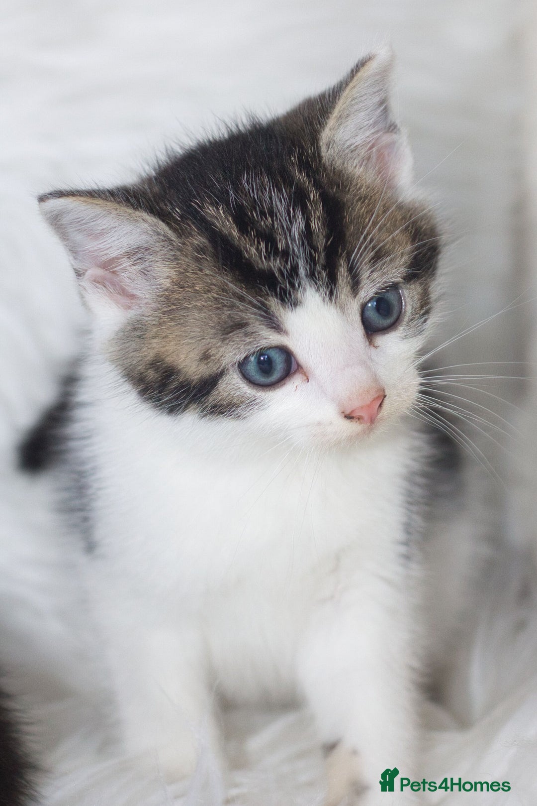 Mixed Breed cats for sale: 5 Happy Playful Kittens  - Advert 13