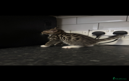 Mixed Breed cats for sale: Maine coon cross Bengal kittens ready now  - Image 6