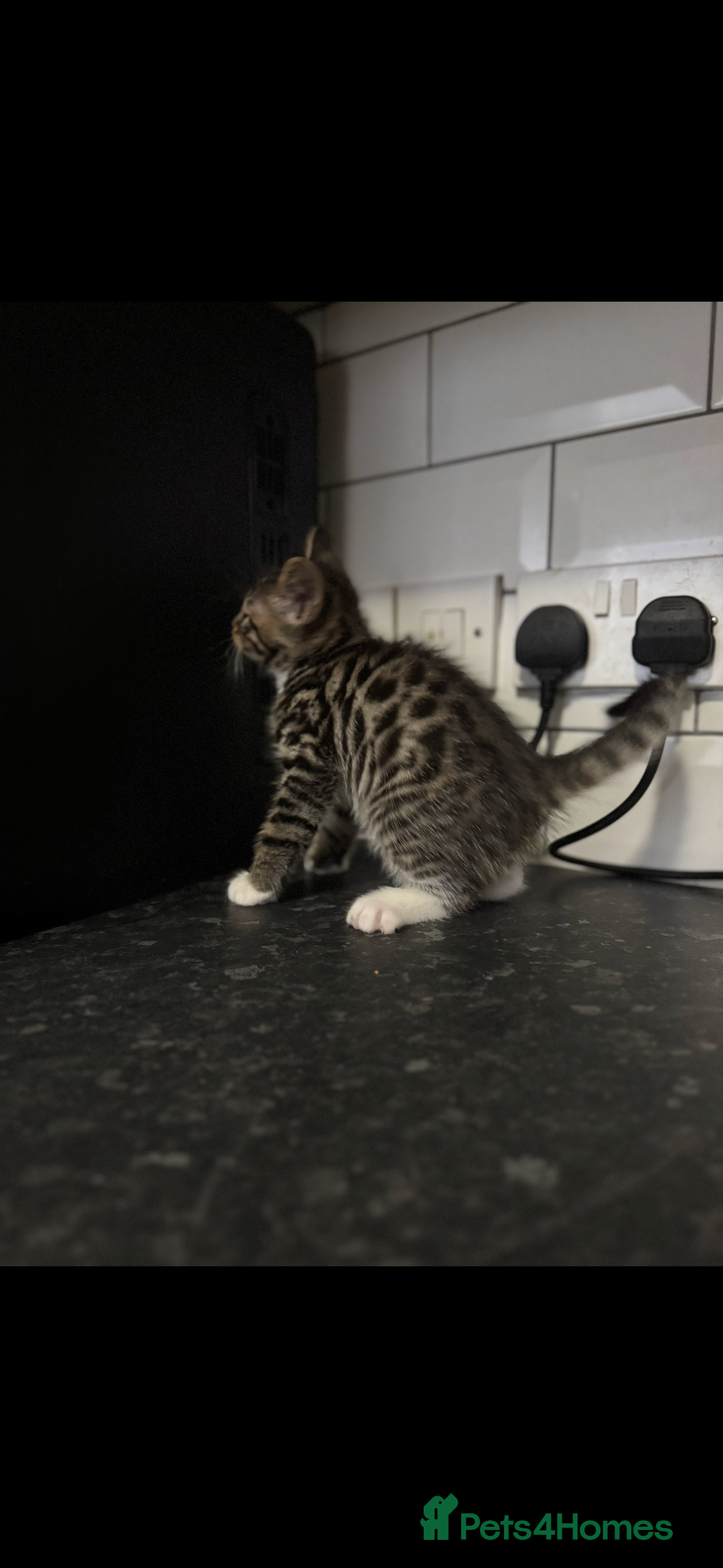 Mixed Breed cats for sale: Maine coon cross Bengal kittens ready now  - Image 6