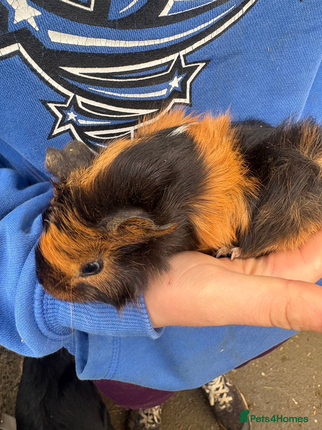 Guinea Pig rodents for sale: Guinea pigs - Advert 1