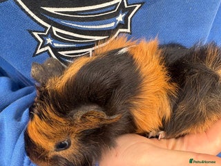 Guinea Pig rodents Guinea pigs - Advert 1