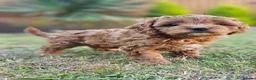 Cavapoo dogs for sale: Cavapoo puppies (toy)DNA CLEAR - Advert 14