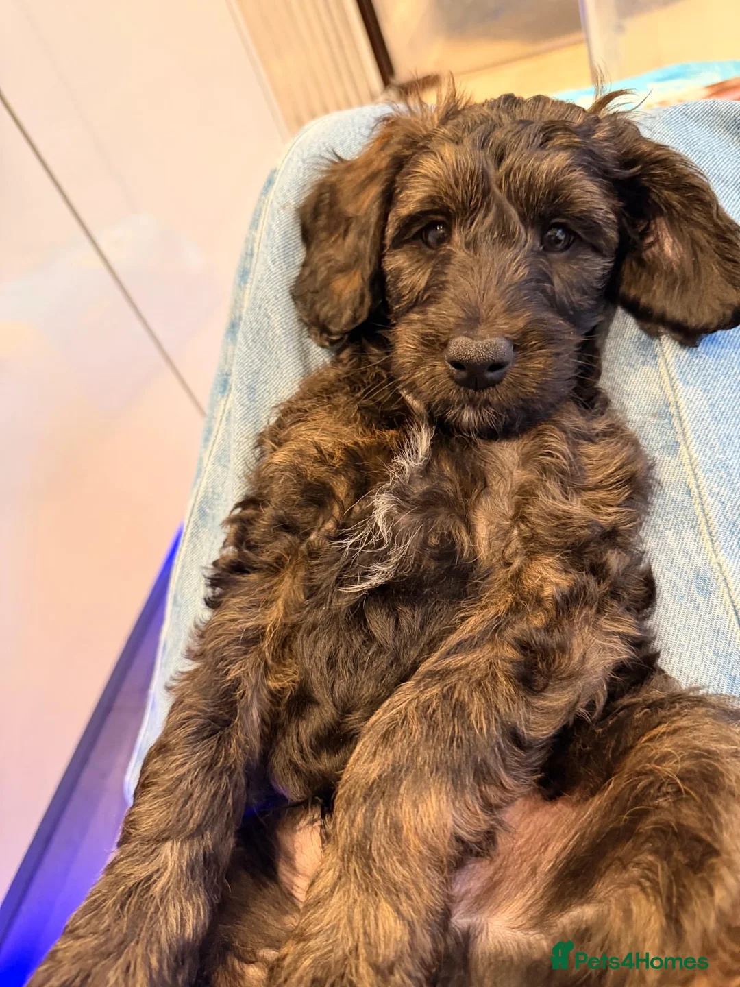 Cockapoo dogs for sale: Great temperament, two cockapoo's - Advert 1