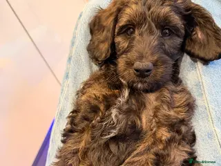 Cockapoo dogs Great temperament, two cockapoo's - Advert 2