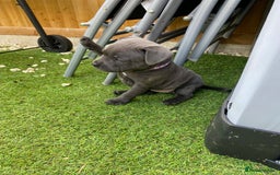 Staffordshire Bull Terrier dogs for sale: KC registered Blue Staffordshire bull terrier’s  in Colchester - Image 15