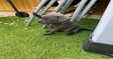 Staffordshire Bull Terrier dogs in Colchester - Advert 12