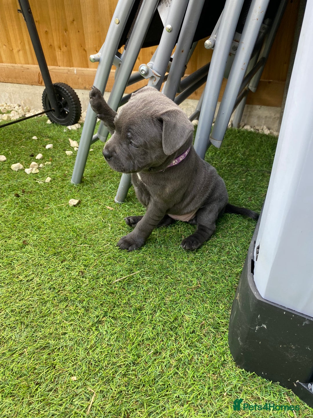 Staffordshire Bull Terrier dogs for sale: KC registered Blue Staffordshire bull terrier’s  in Colchester - Image 15