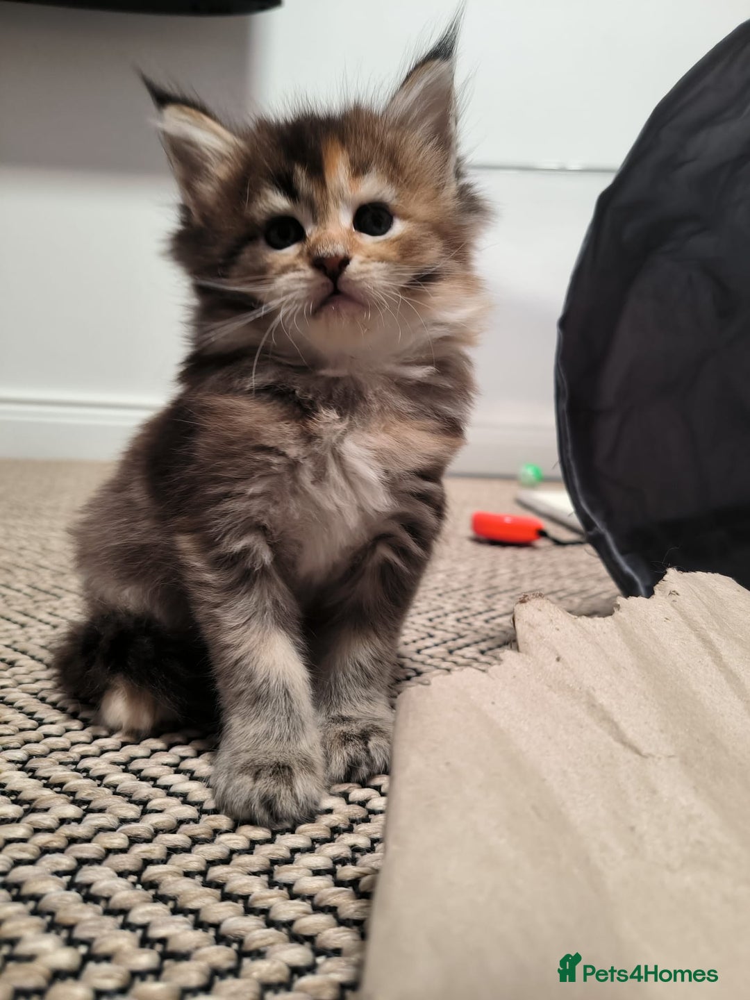 Maine Coon cats for sale: Maine Coon Kittens - Advert 9