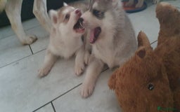Siberian Husky dogs for sale: KC litter 5* rating by buyers REDUCED  - Image 21