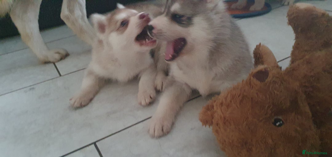 Siberian Husky dogs for sale: KC litter 5* rating by buyers REDUCED  - Image 21