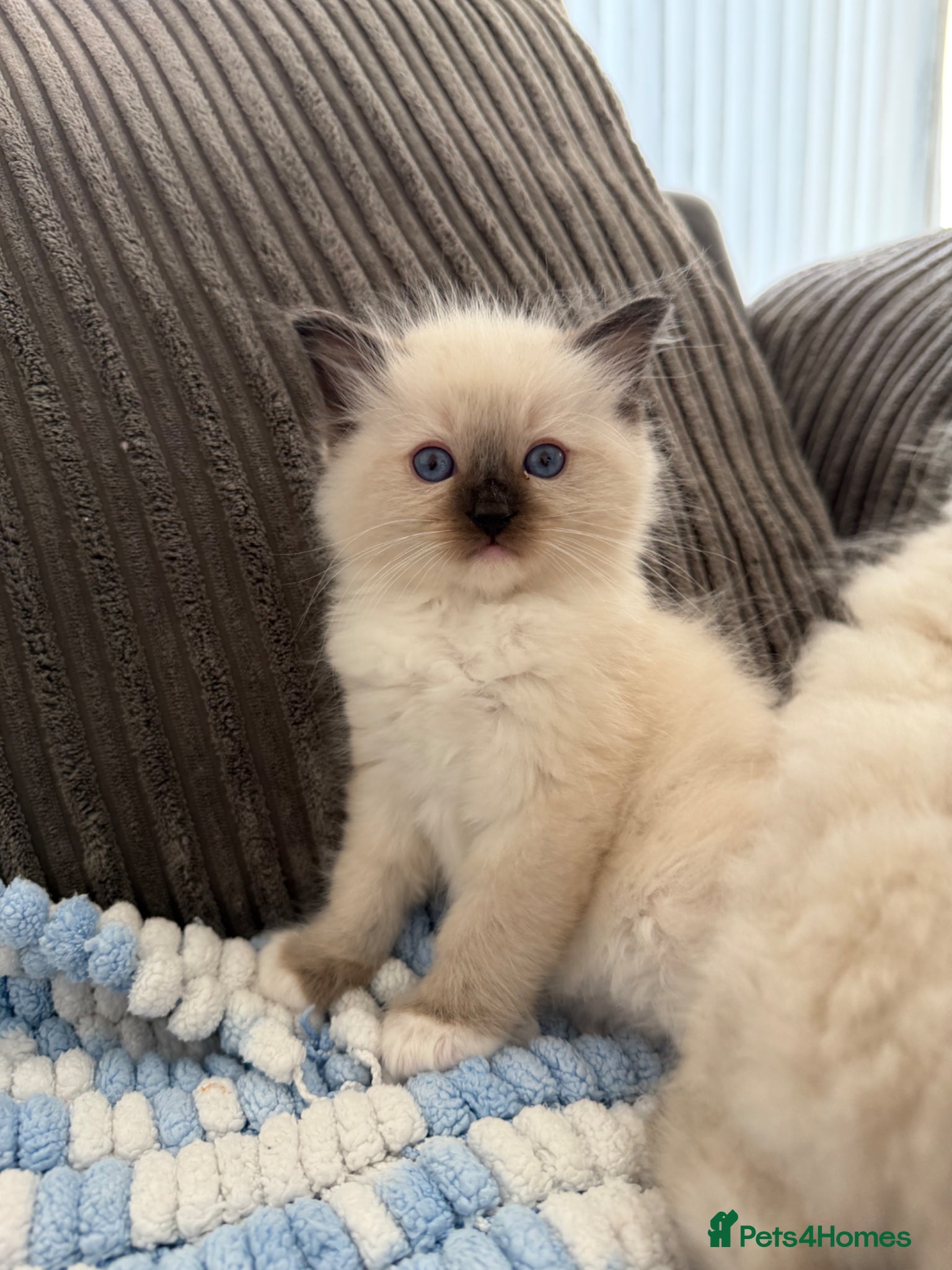 Ragdoll cats pedigree ragdoll kittens  - Advert 1