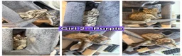 Maine Coon cats for sale: 6 Gorgeous Maine Coon Cross Kittens Available Now! - Advert 17