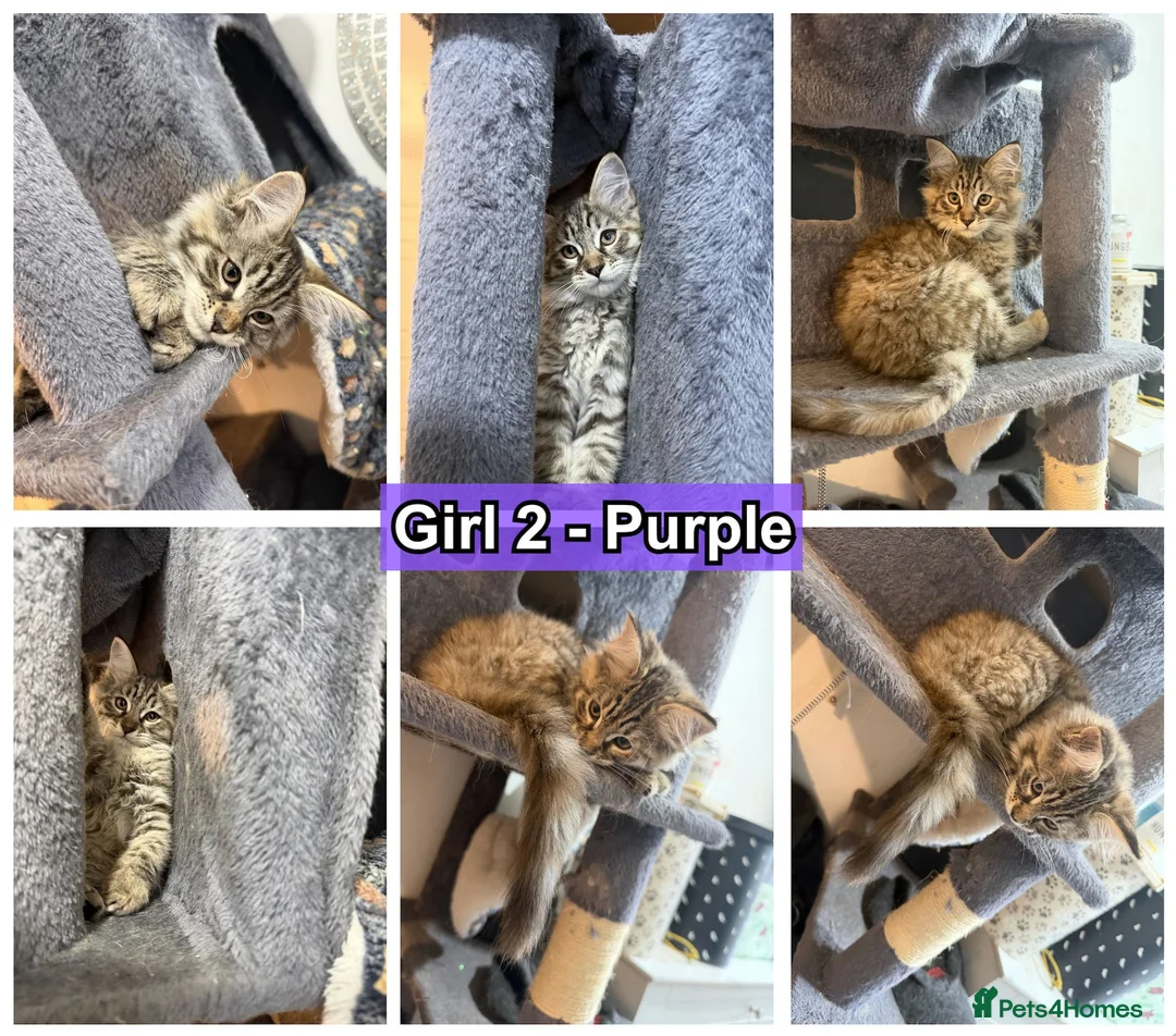 Maine Coon cats for sale: 6 Gorgeous Maine Coon Cross Kittens Available Now! - Advert 17