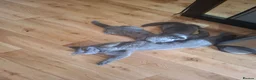 British Shorthair cats for sale: 2british shorthair girls - Advert 1