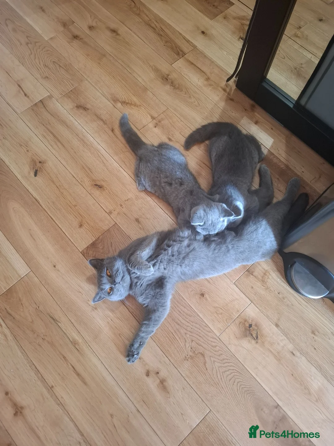 British Shorthair cats for sale: 2british shorthair girls - Advert 1