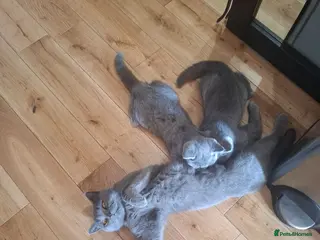 British Shorthair cats 2british shorthair girls - Advert 11