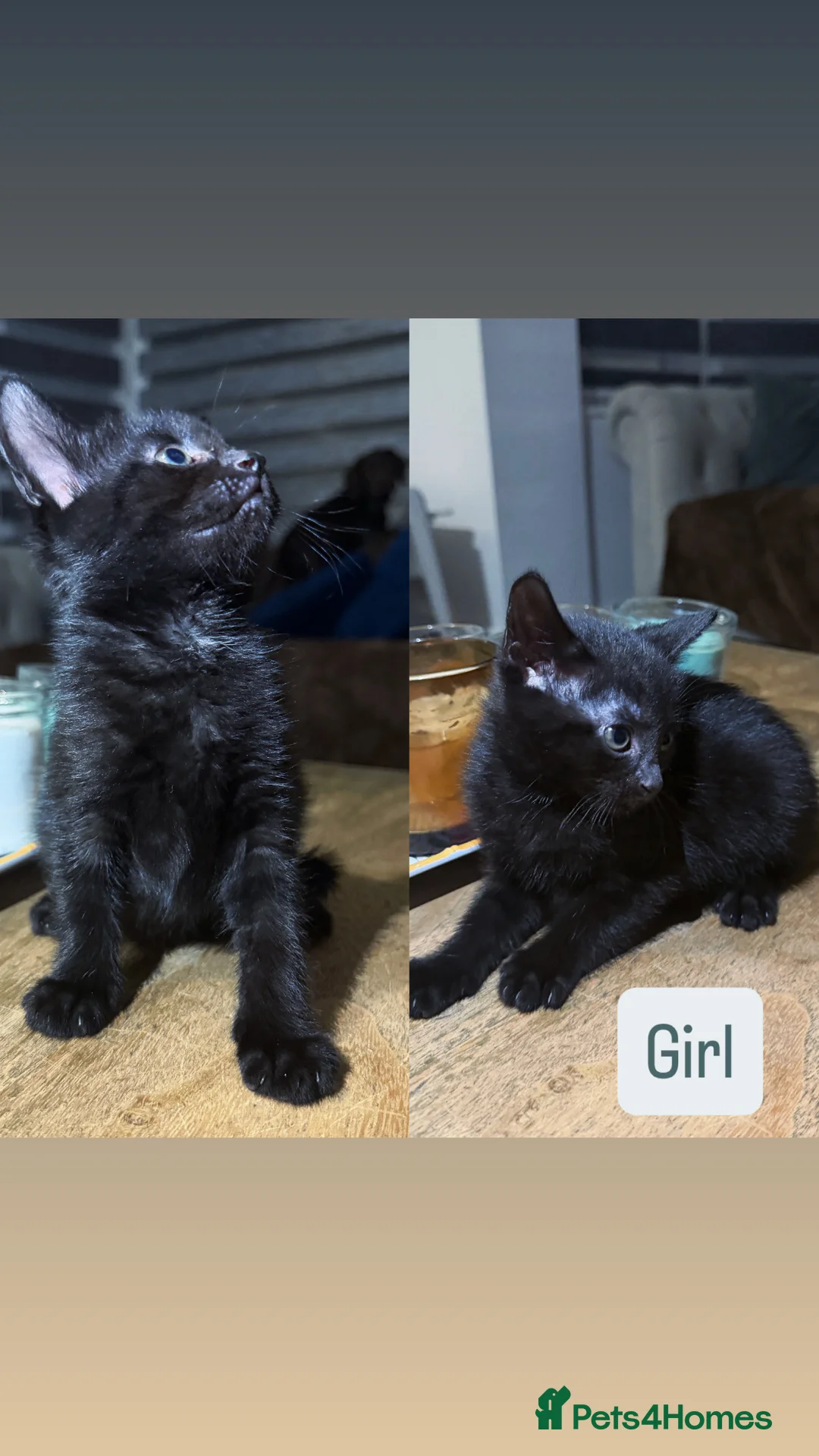 Mixed Breed cats for sale: Kittens - Advert 3