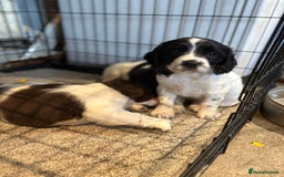 English Springer Spaniel dogs for sale: English springer spaniel working puppies  - Image 3